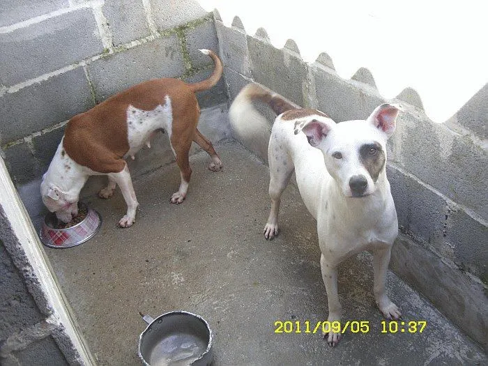 Cachorro ra a Pit-Bull idade 5 anos nome Babyface e Pitynho