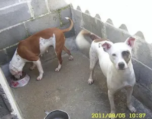 Cachorro raça Pit-Bull idade 5 anos nome Babyface e Pitynho