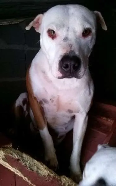 Cachorro ra a Pit-Bull idade 5 anos nome Babyface e Pitynho