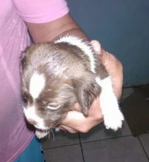 Cachorro raça SRD idade Abaixo de 2 meses nome nenhum 