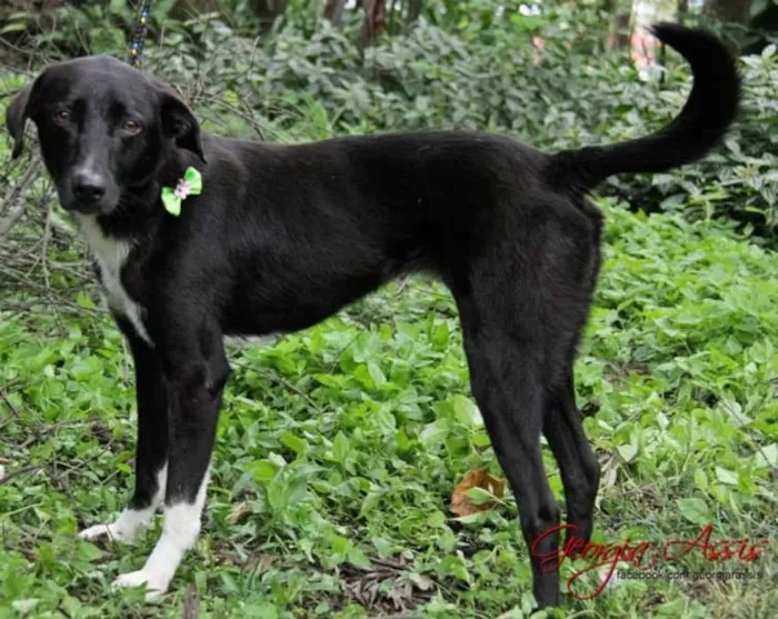 Cachorro ra a SRD idade 5 anos nome Luvinha