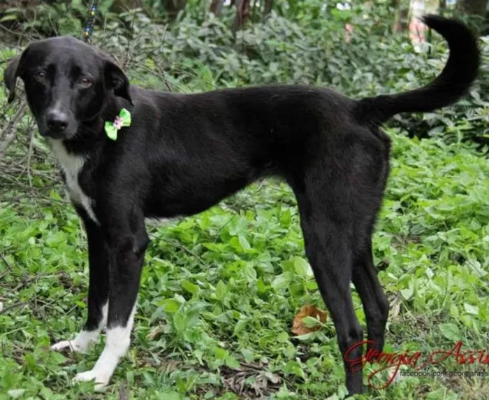Cachorro ra a SRD idade 5 anos nome Luvinha