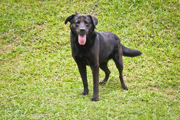 Cachorro ra a Mix Labrador idade 3 anos nome Carvão