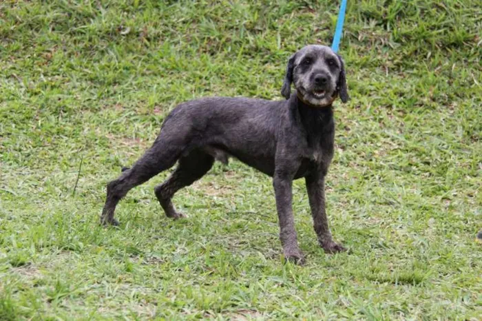Cachorro ra a SRD idade 3 anos nome Cappuccino