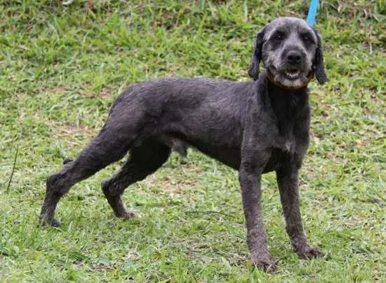 Cachorro ra a SRD idade 3 anos nome Cappuccino