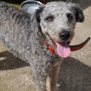 Cachorro raça Poodle idade 5 anos nome Francisco