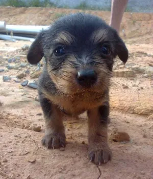 Cachorro raça vira-lata idade 2 a 6 meses nome Filhotinhos