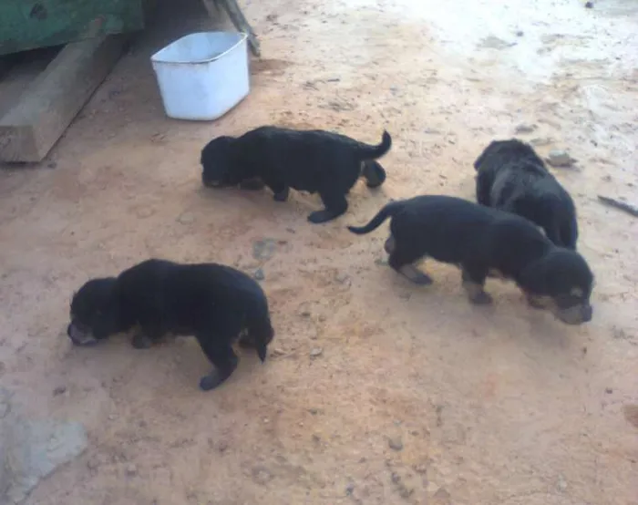 Cachorro ra a vira-lata idade 2 a 6 meses nome Filhotinhos