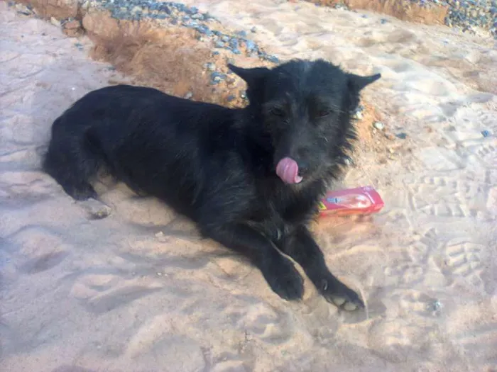 Cachorro ra a Vira lata idade 1 ano nome Lindo