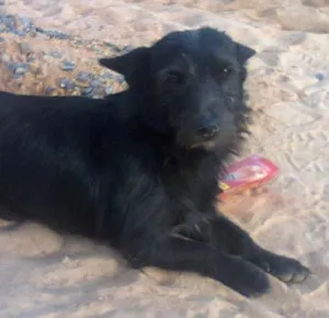 Cachorro raça Vira lata idade 1 ano nome Lindo
