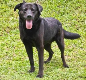Cachorro raça Mix Labrador idade 3 anos nome Carvão