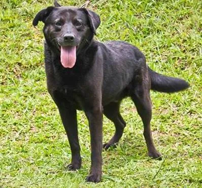 Cachorro ra a Mix Labrador idade 3 anos nome Carvão