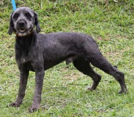 Cachorro ra a SRD idade 3 anos nome Cappuccino
