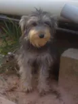 Charlo