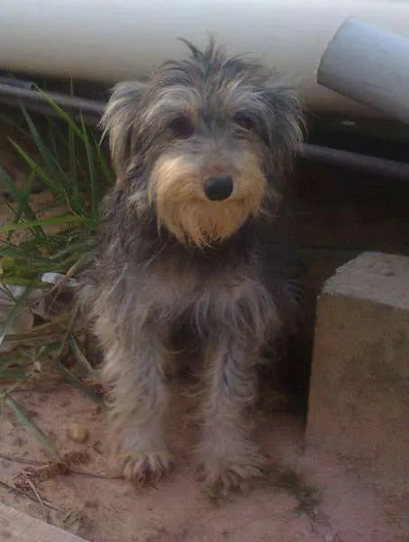 Cachorro ra a Misturada com YorkShire idade 1 ano nome Charlo