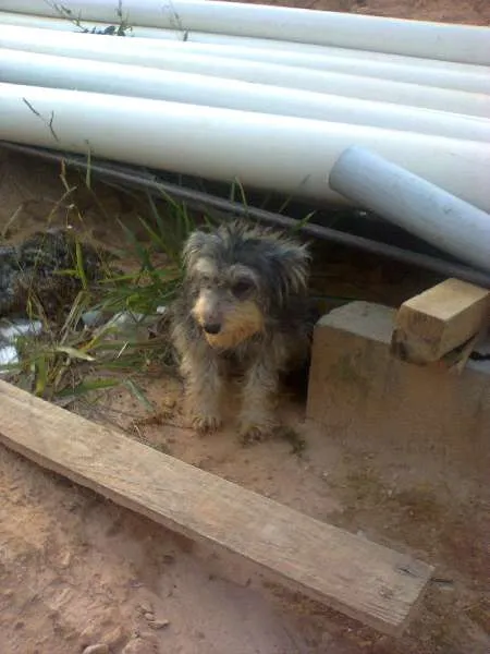 Cachorro ra a Misturada com YorkShire idade 1 ano nome Charlo