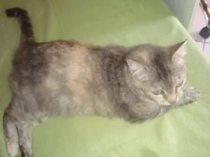 Gato raça brasileirinha idade 7 a 11 meses nome anita