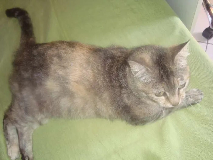Gato ra a brasileirinha idade 7 a 11 meses nome anita