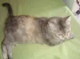 anita