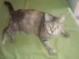 anita