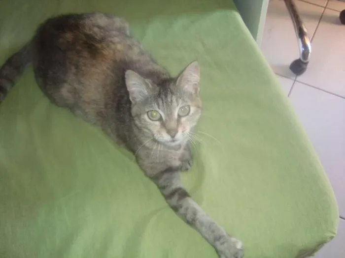 Gato ra a brasileirinha idade 7 a 11 meses nome anita