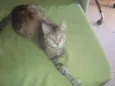 anita