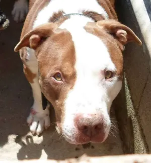 Cachorro raça Pit-Bull idade 5 anos nome Gigante