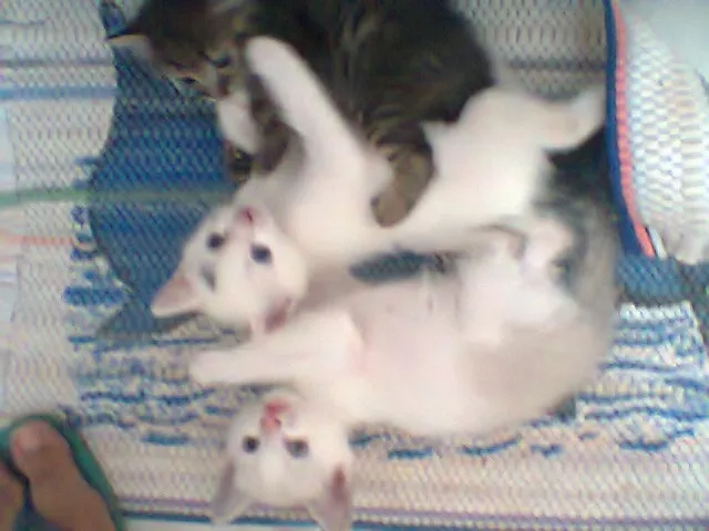 Gato ra a vira lata idade Abaixo de 2 meses nome sem nome