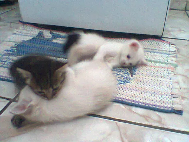 Gato ra a vira lata idade Abaixo de 2 meses nome sem nome