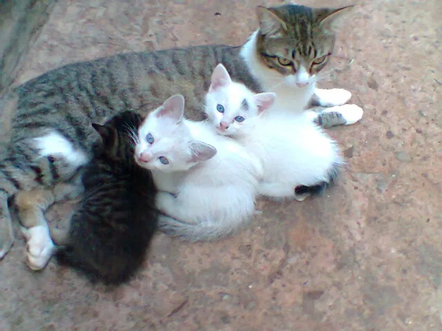 Gato ra a vira lata idade Abaixo de 2 meses nome sem nome