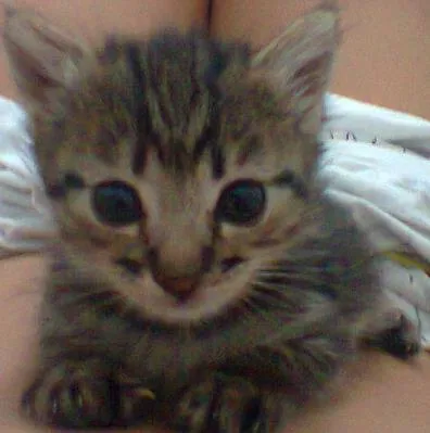 Gato ra a vira lata idade Abaixo de 2 meses nome sem nome