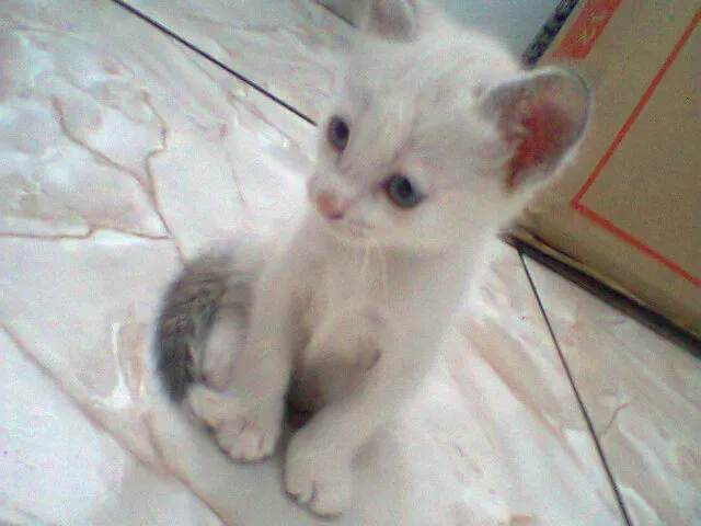 Gato ra a vira lata idade Abaixo de 2 meses nome sem nome