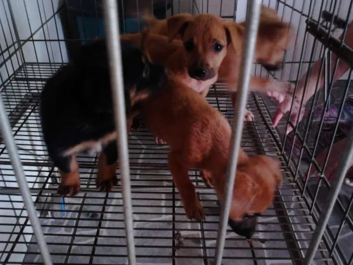 Cachorro ra a DV idade  nome Lindos filhotinhos