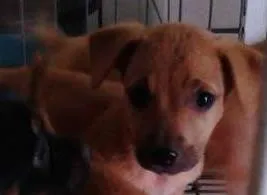 Cachorro ra a DV idade  nome Lindos filhotinhos