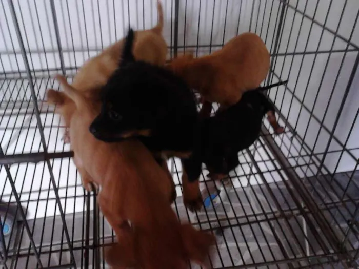 Cachorro ra a DV idade  nome Lindos filhotinhos