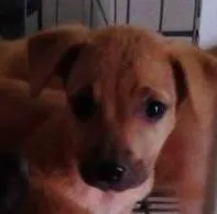 Cachorro ra a DV idade  nome Lindos filhotinhos