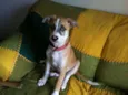 Bino