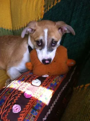 Cachorro raça SRD idade 7 a 11 meses nome Bino