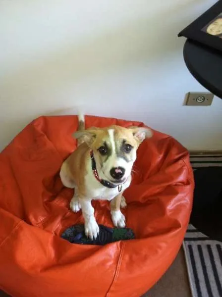 Cachorro ra a SRD idade 7 a 11 meses nome Bino