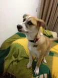 Bino