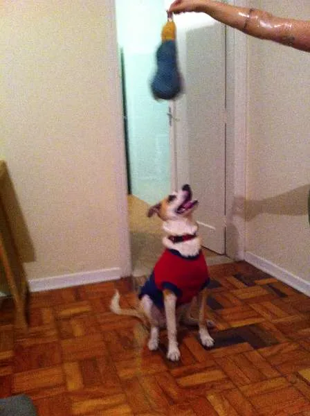 Cachorro ra a SRD idade 7 a 11 meses nome Bino