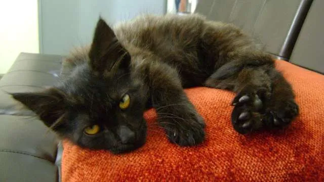 Gato ra a SRD idade 2 a 6 meses nome Sem nome definido