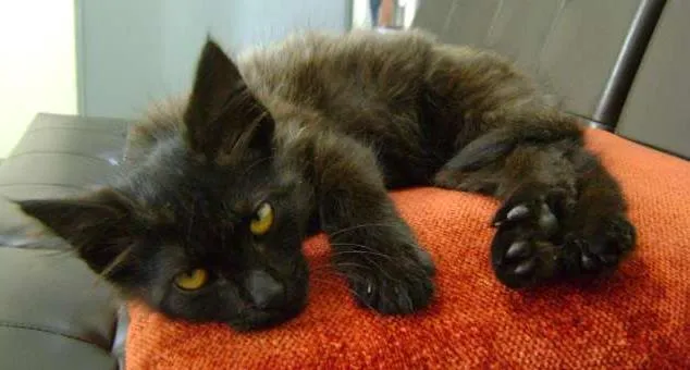 Gato ra a SRD idade 2 a 6 meses nome Sem nome definido