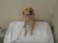 Sammy