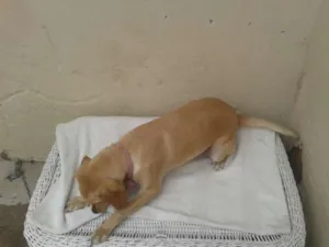 Cachorro raça  idade 1 ano nome Sammy