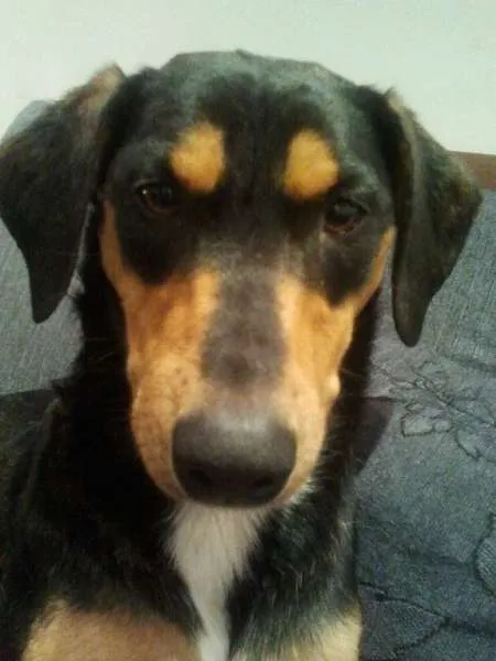Cachorro ra a SRD idade 3 anos nome Papoula GRATIFICA