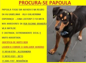 Cachorro raça SRD idade 3 anos nome Papoula GRATIFICA