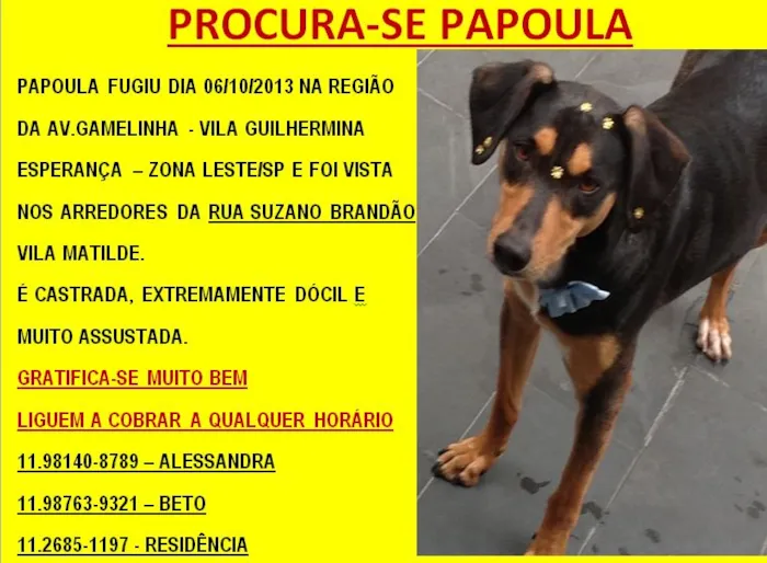 Cachorro ra a SRD idade 3 anos nome Papoula GRATIFICA