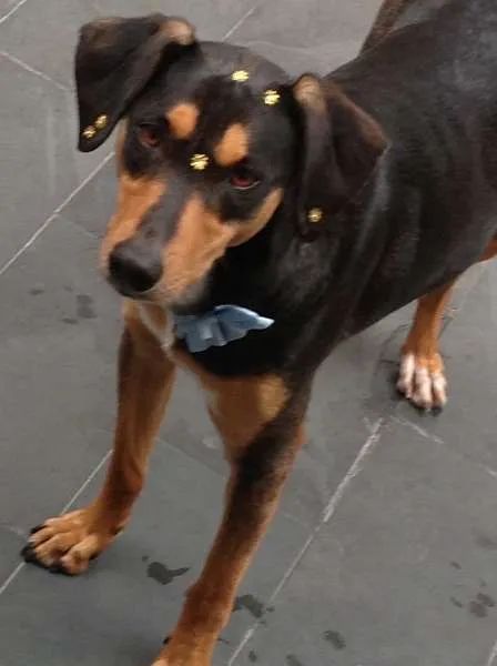 Cachorro ra a SRD idade 3 anos nome Papoula GRATIFICA