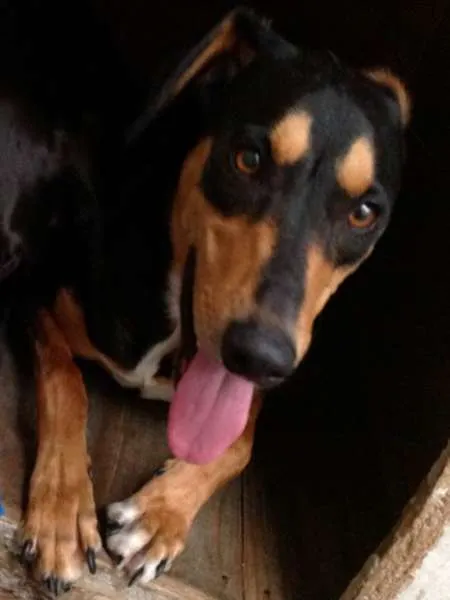 Cachorro ra a SRD idade 3 anos nome Papoula GRATIFICA
